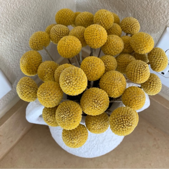 10 STEMS Dried Flowers Craspedia Billy Balls - Picture 5 of 11